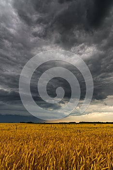Black storm cloud above the wheat field