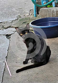 Black stray cat and blue water bowl