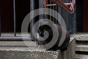 Black stray cat lies on the wall of building in city.