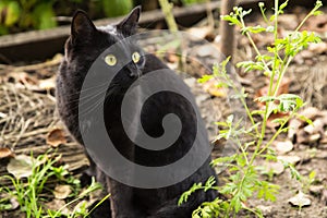 Black stray cat portrait with yellow eyes and attentive look outdoor in nature