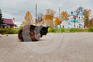 Black stray cat in Soligalich