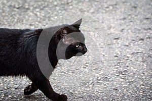 Black stray cat on the stree in city. photo