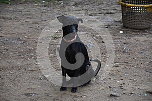 Black stray dog