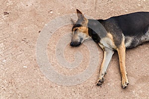 Black stray dog â€‹â€‹sleeping on the white sand beach