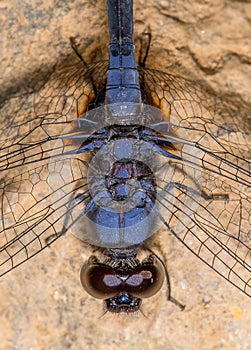 Black stream glider Dragonfly