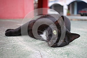 Black street cat lies on the street and rests