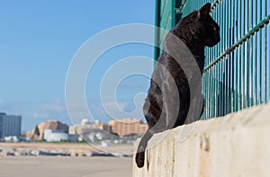 Black street cat sitting on a concrete slab. stray cat.