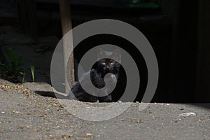 black street cat