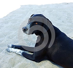 Black street dog resting on sand