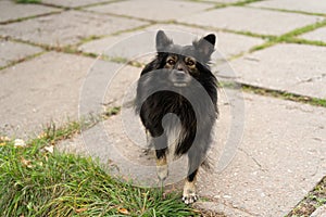 A black street homeless dog looks at a man waiting for food