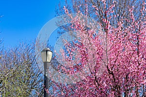 Street Light at Rainey Park next to Beautiful Pink Crabapple Trees during Spring in Astoria Queens New York