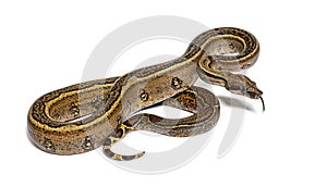 Black stripe boa constrictor sticking the tongue out, isolated on white