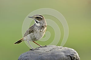 black stripe marking on chest is the identity of female form on Bluethroat, small bird which migrates down to Thailand during