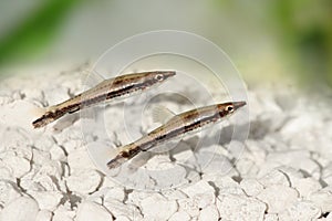 Black stripe pencilfish Nannostomus pencil fish freshwater aquarium fish