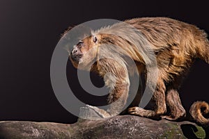 Black-striped Capuchin Monkey