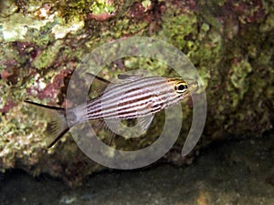 Black Striped Cardinal fish photo