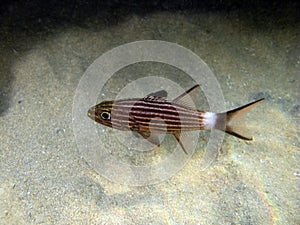 Black Striped Cardinal fish in the sand