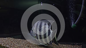 black-striped cichlasoma floats in the aquarium