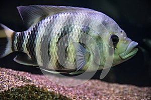 Black-striped cichlasoma floats in the aquarium on black background