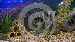 Black-striped Cichlazoma swims in an aquarium