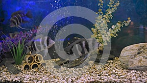 Black-striped Cichlazoma swims in an aquarium