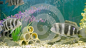 Black-striped Cichlazoma swims in an aquarium