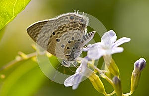 Black-striped Hairtail, Anthene amarah
