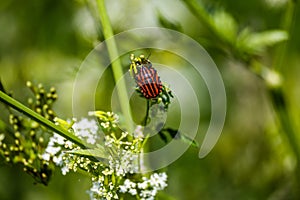 Black striped red beetle Graphosoma lineatum on flower