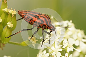 black striped red shieldbug on a white flower