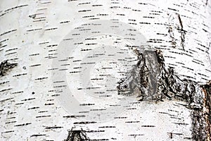 Black stripes, pattern of birch bark, birch bark texture natural background paper close-up, birch tree wood texture, natural birch