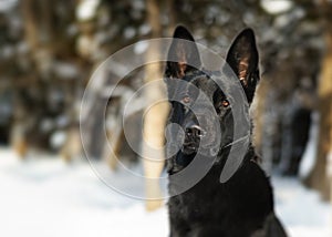 Black strong dog sitting and see nature snow forest