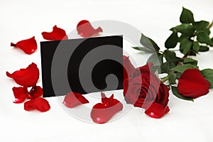 Black stylish invitation or greeting card with mockup and bright red rose flower and petals on white background. St