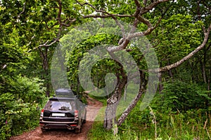 Black Subaru Forester with rooftop cargo carrier at forest road in summer