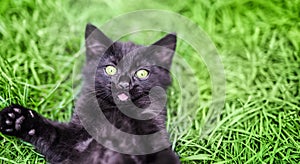 Black surprised kitten, looking at the camera on a green grass background. Funny animals