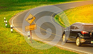 Black SUV car of the tourist driving with caution during travel at curve asphalt road near yellow traffic sign with deer jumping