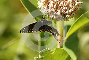 Black Swallowtail