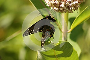 Black Swallowtail