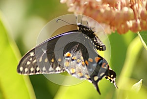 Black Swallowtail