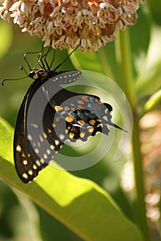 Black Swallowtail