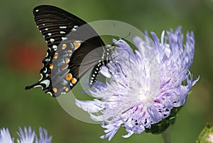 Black Swallowtail