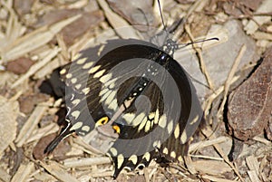 Black Swallowtail