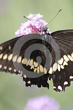 Black Swallowtail