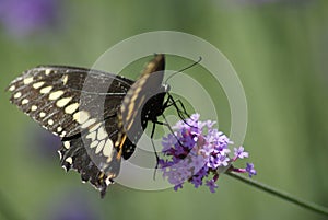 Black Swallowtail