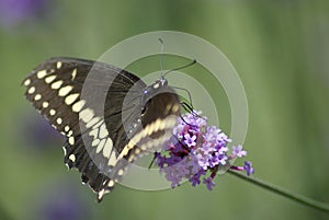 Black Swallowtail