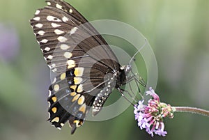 Black Swallowtail