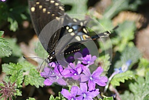 Black Swallowtail