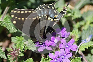 Black Swallowtail