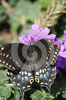 Black Swallowtail