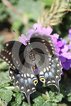 Black Swallowtail