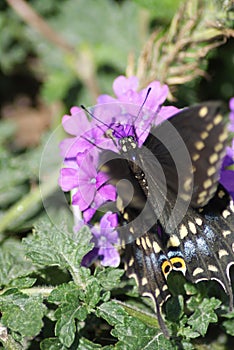 Black Swallowtail